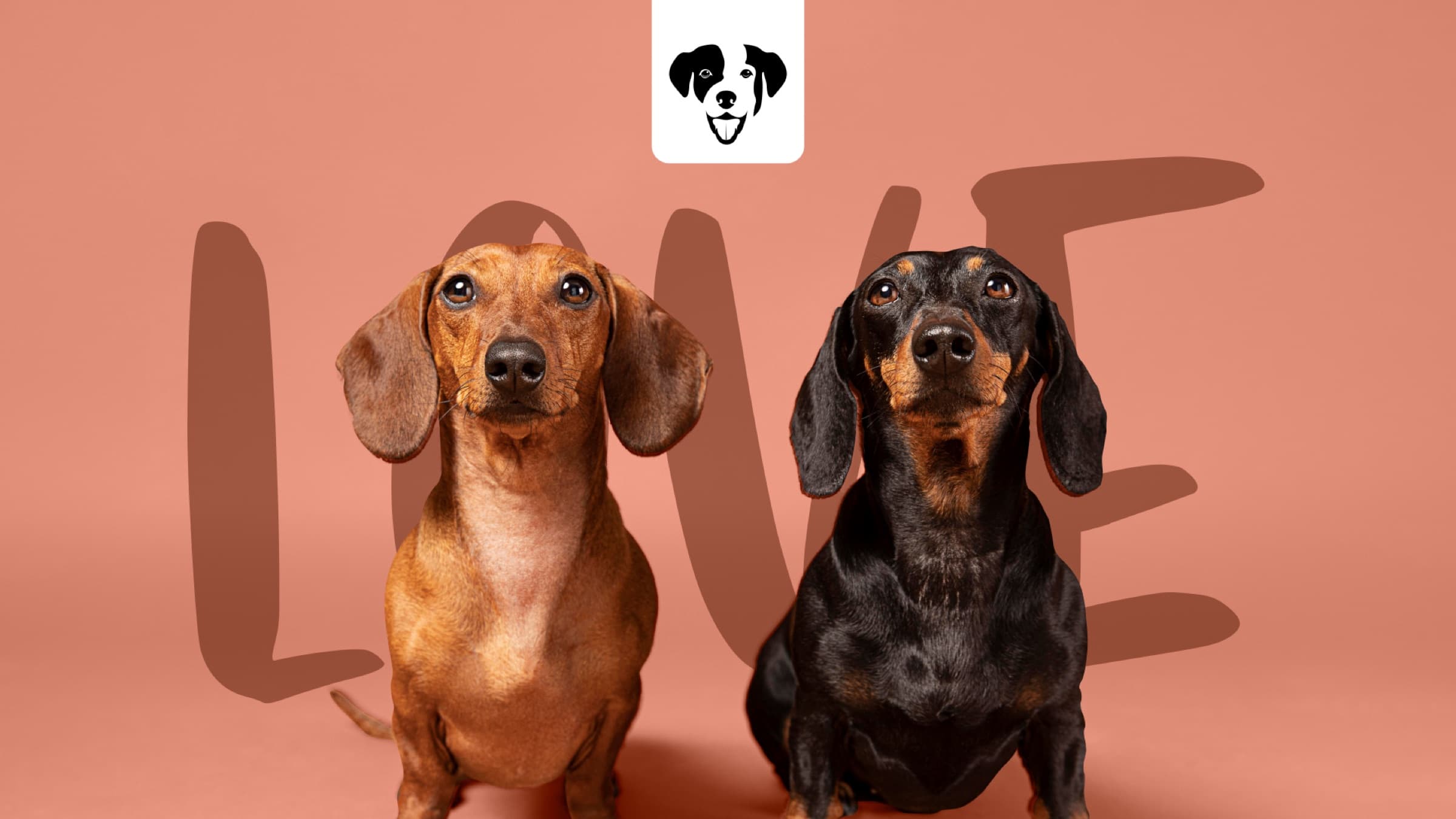 Campanha da MadibaPet com dois cães dachshund